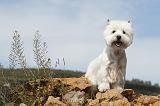 WESTIE 060